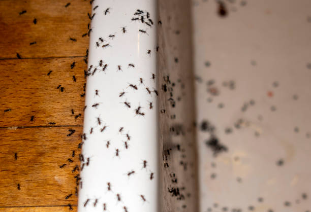 Best Bed Bug Extermination  in Silverton, OH